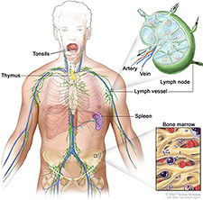 Illustration of lymph system.