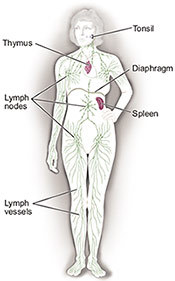 Illustration of lymph nodes.