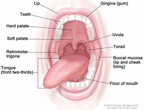 Define Oral 84