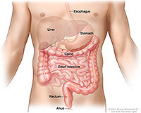Illustration of lower digestive system.