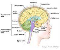 Illustration of the brain.