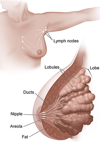 Average tumor size (thin line) and expected breast carcinoma death rate