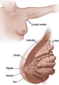 Illustration of the breast.