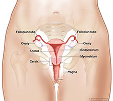 Illustration of female reporductive anatomy.