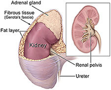Illustration of kidney and adrenal gland.