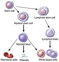 Illustration of blood cells.