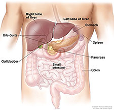 Illustration of liver.