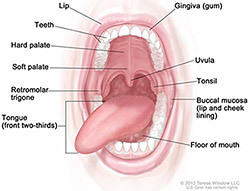 Illustration of the oral cavity.