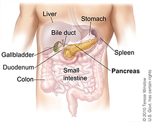 Illustration of pancreas.