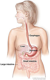 Illustration of digestive system.