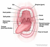 Illustration of oral cavity.