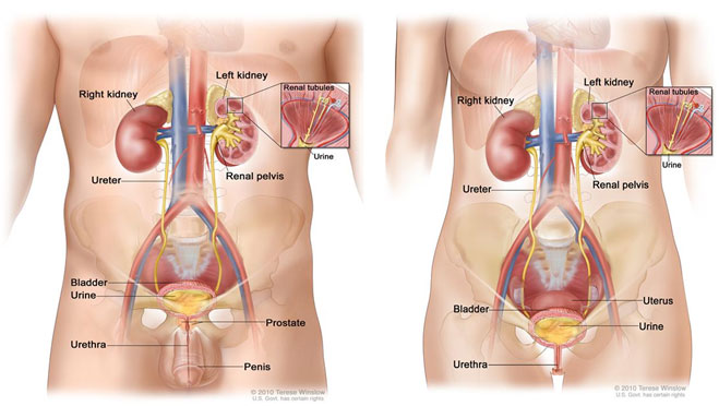 Bladder Cancer — Cancer Stat Facts