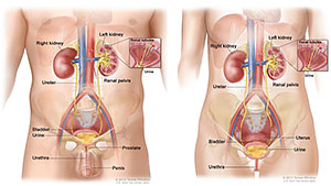 Illustration of urinary systems.